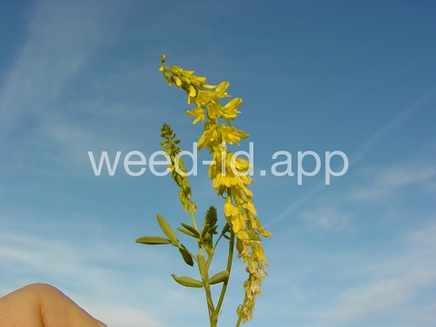 sweetclover, yellow